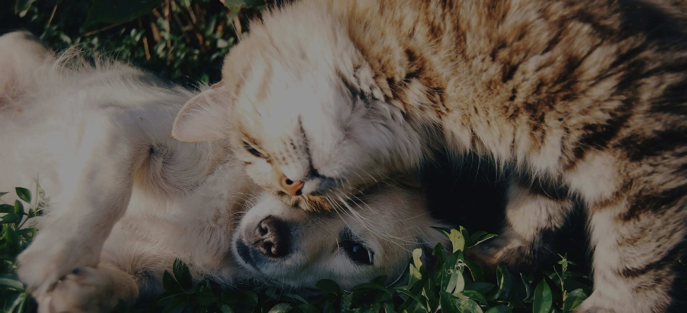 ケンユーペットセレモニー