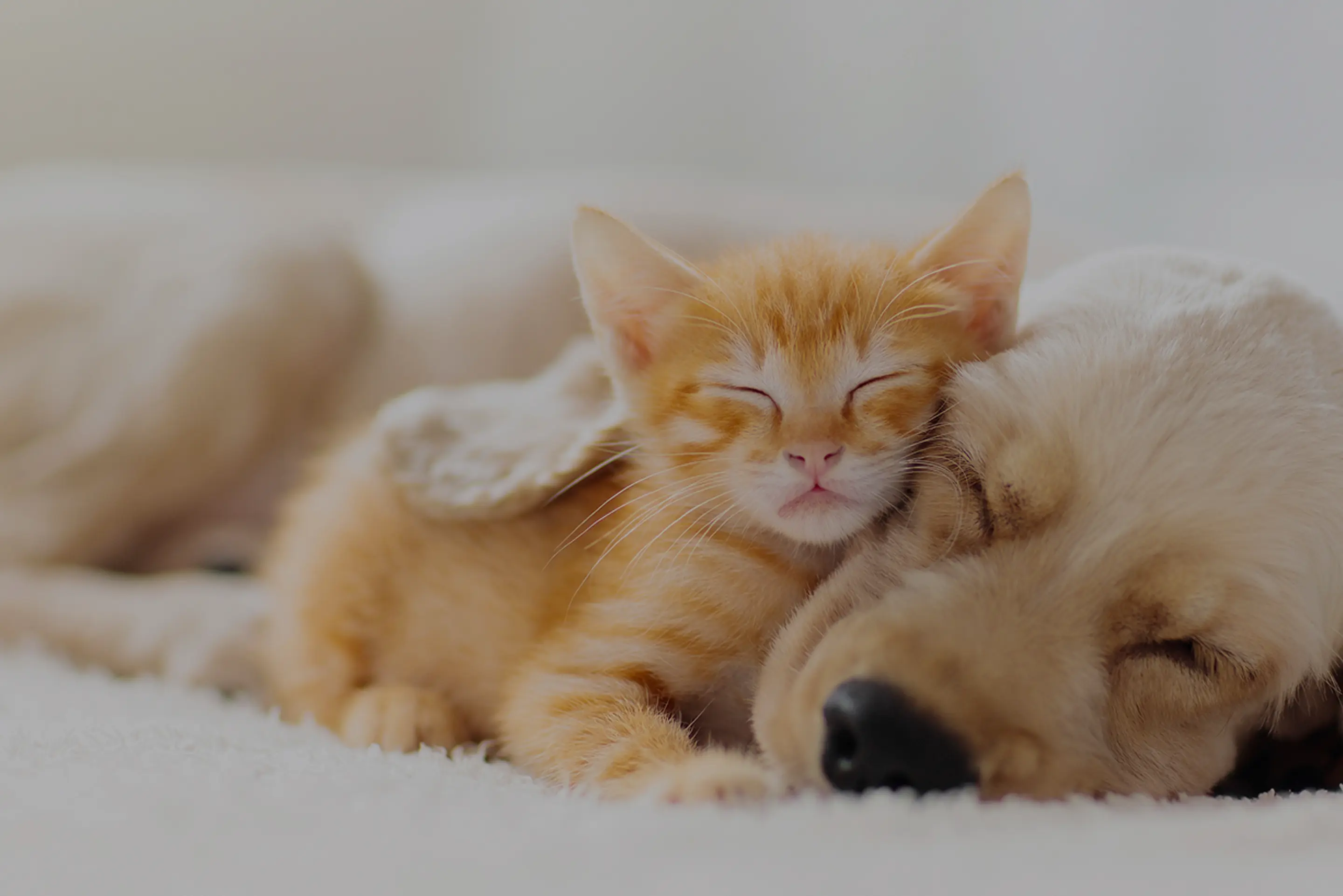 ケンユーペットセレモニー